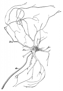 A nerve cell